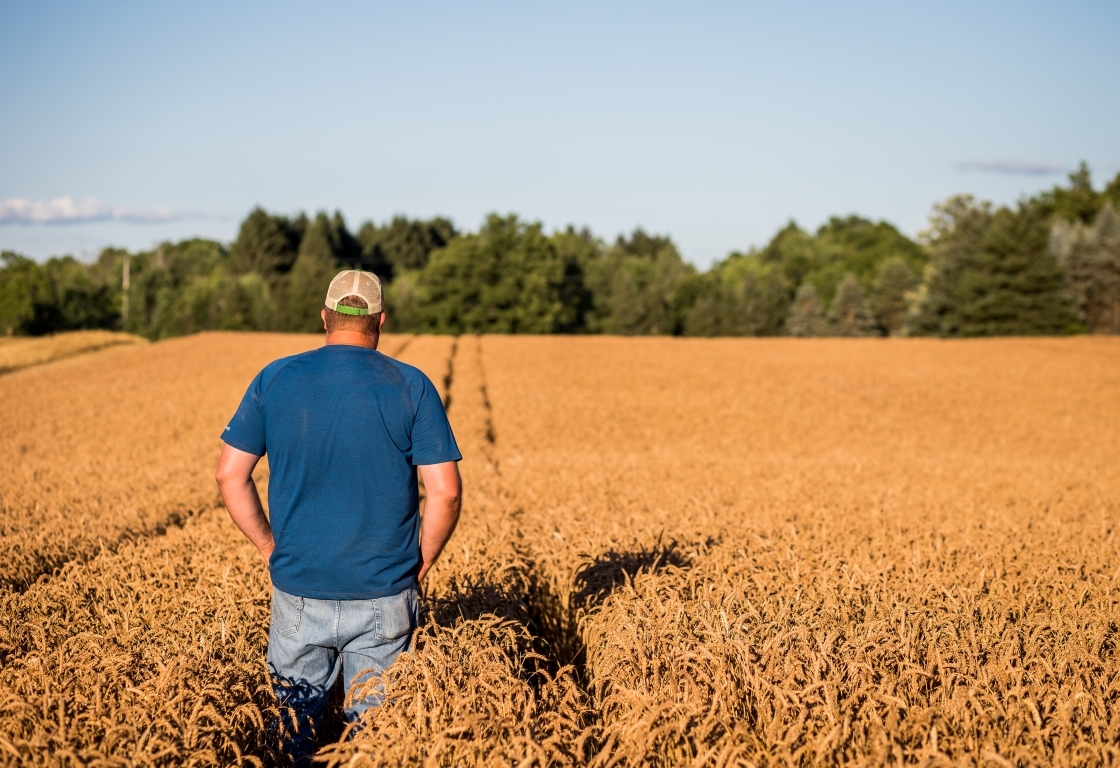 Man in wheat field