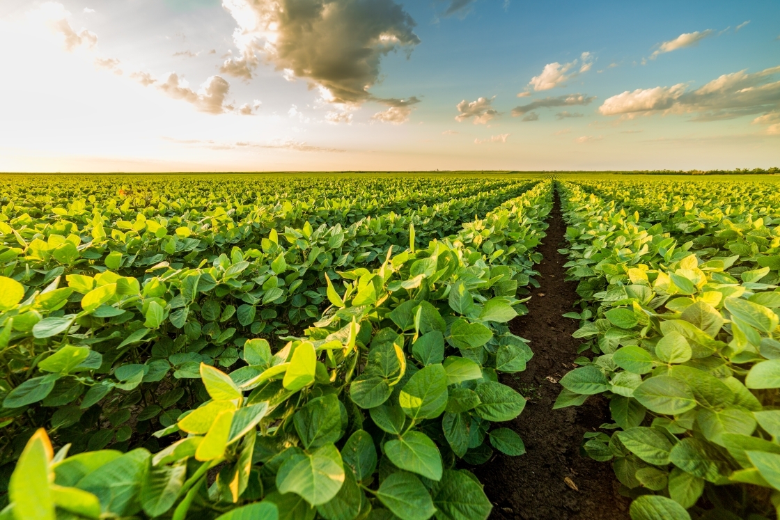 Green ripening soybean field